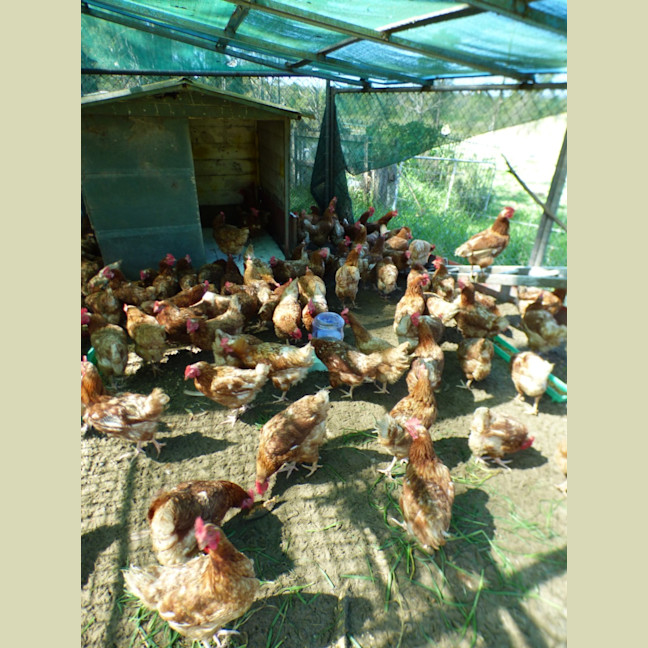Photo of Chickens