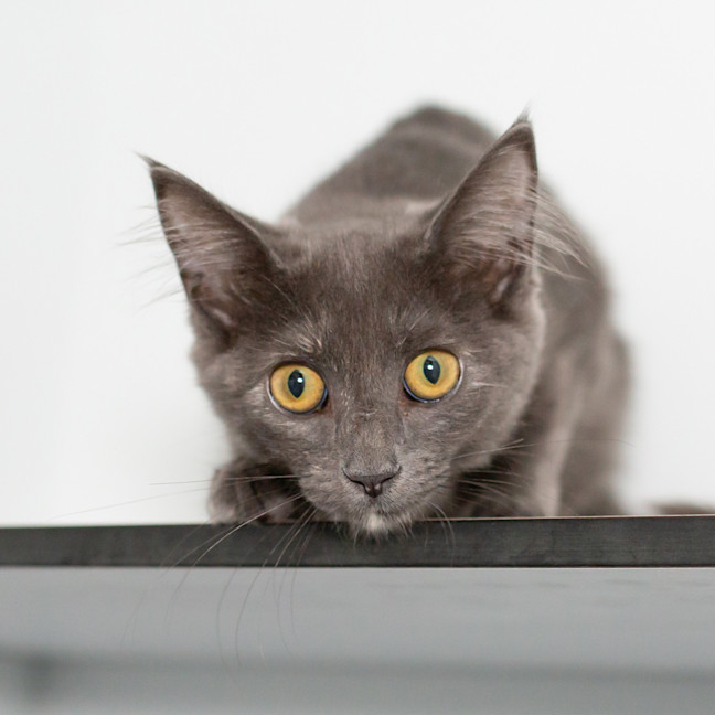 Photo of Tiara