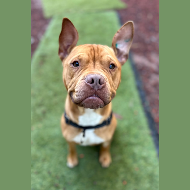 Photo of Odie