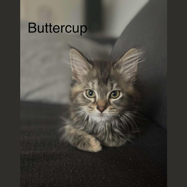 Photo of Buttercup Meetme@Hastings Petstock Store 