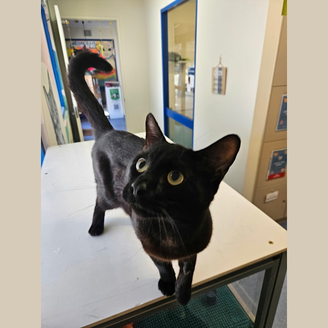 Photo of Gus Binx