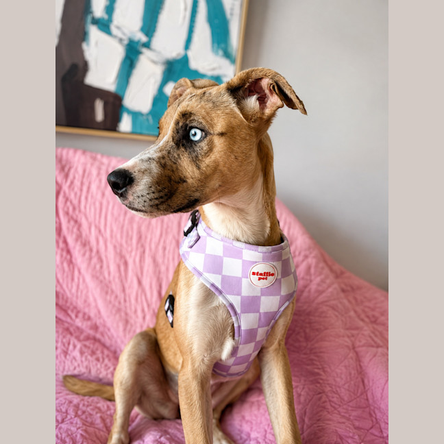 Photo of Violet
