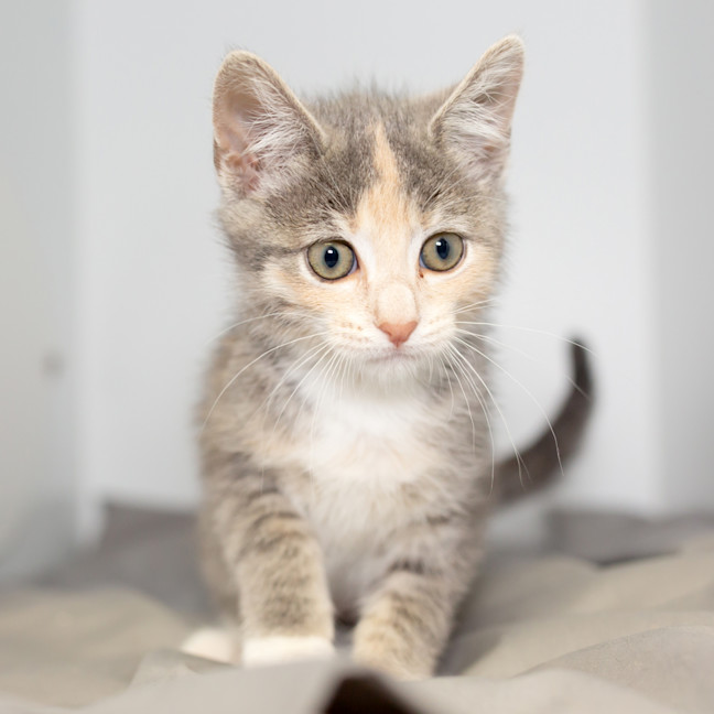 Photo of Marshmallow 