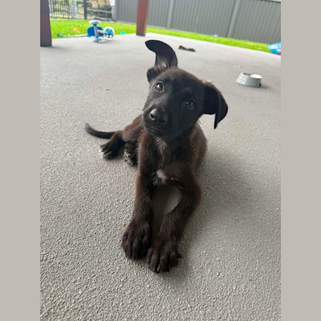 Photo of Buttercup