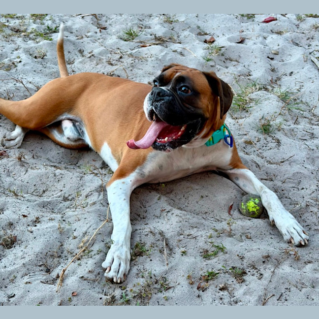 Photo of Moose   2.5 Year Old Boxer