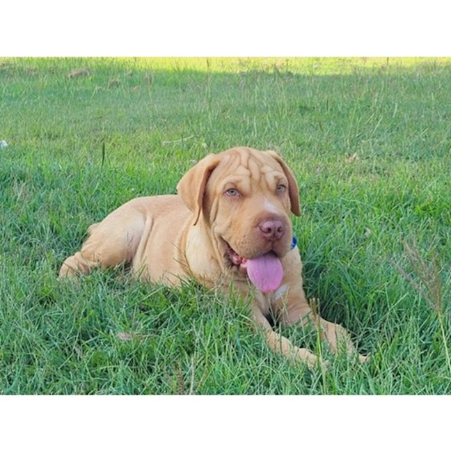 Photo of Hurley *$350 Adoption Fee*