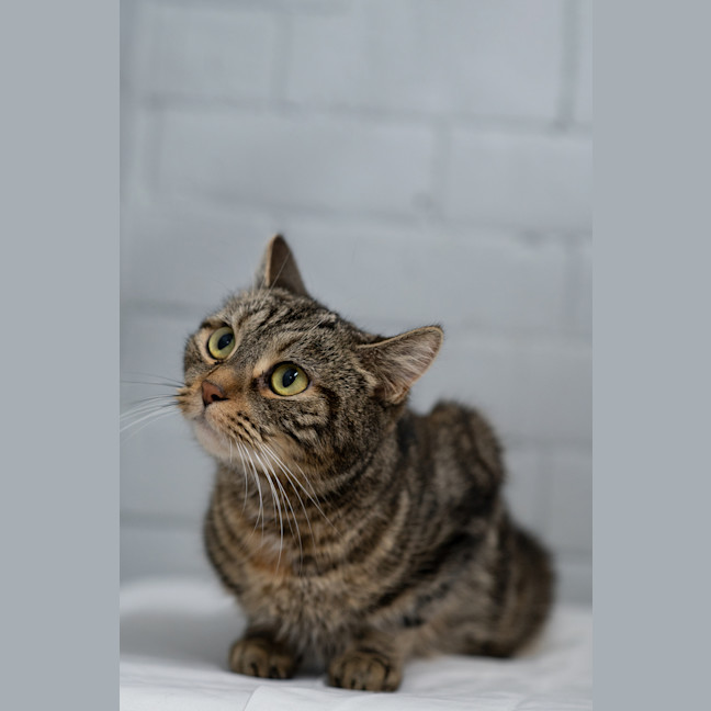 Photo of Tilly