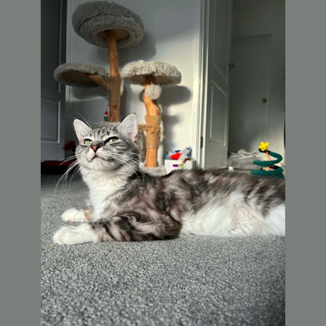 Photo of Bluey Meet Me@Petstock Carrum Downs Store 