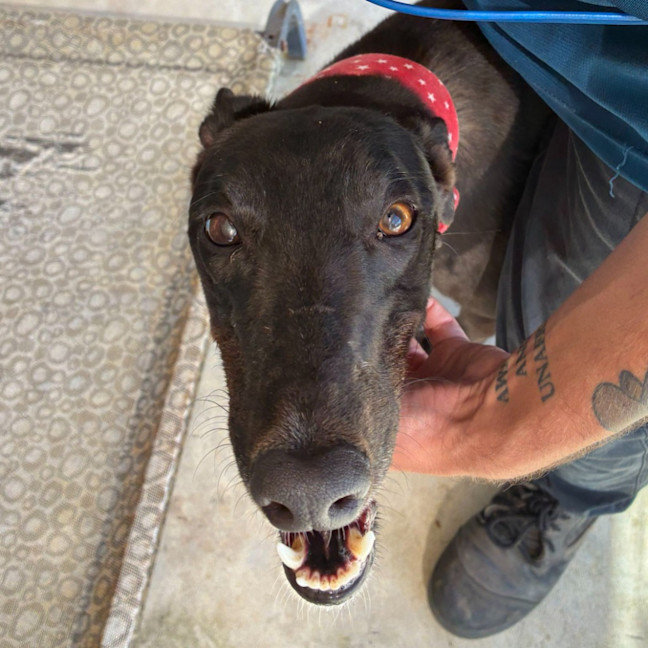 Photo of Star The Greyhound
