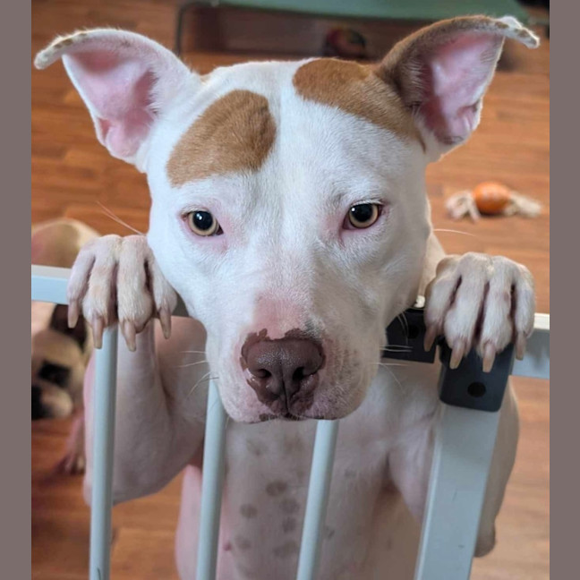 Photo of Patches