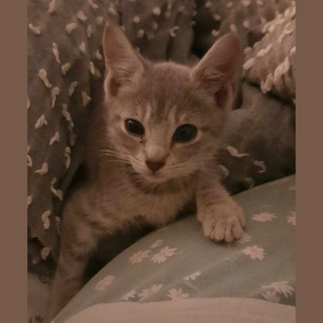 Photo of Eidie (K46)