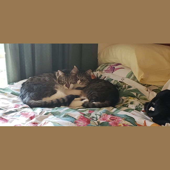 Photo of Muffin And Boofus