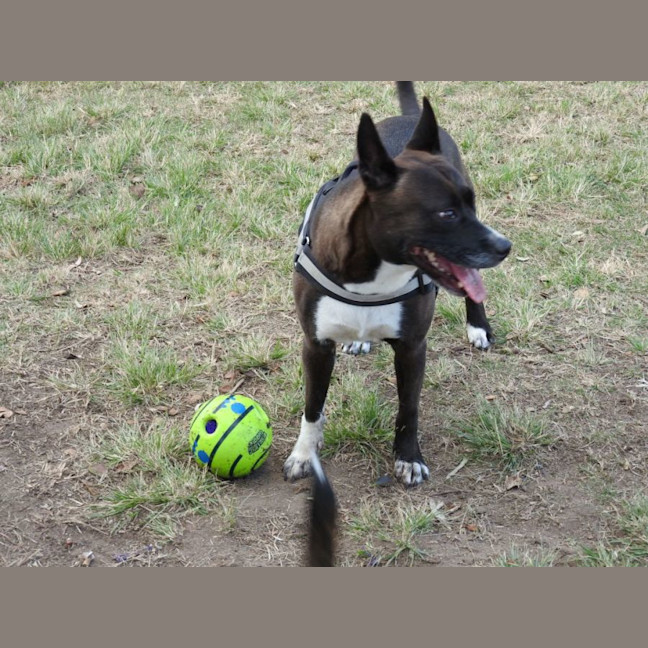 Photo of Piper