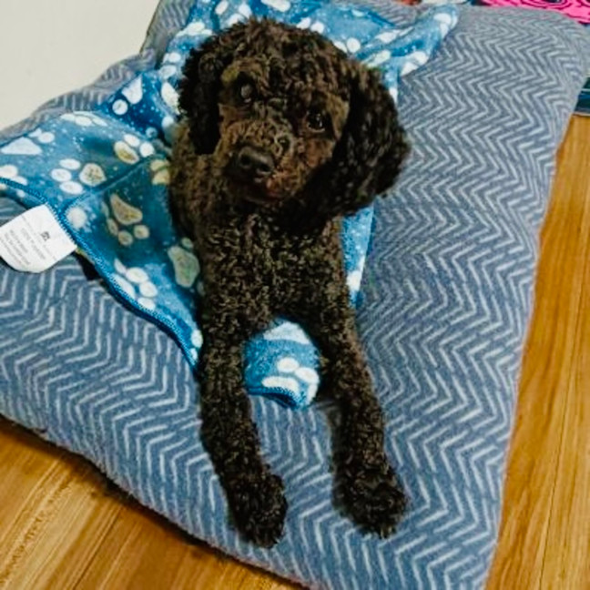 Photo of Belle