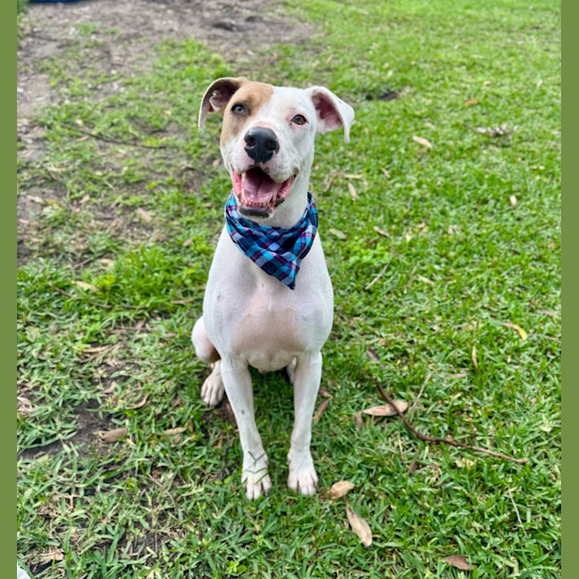 Photo of Dustin *$150 Adoption Fee*