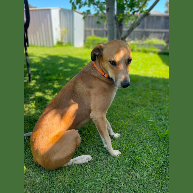 Photo of Banjo Kazooie