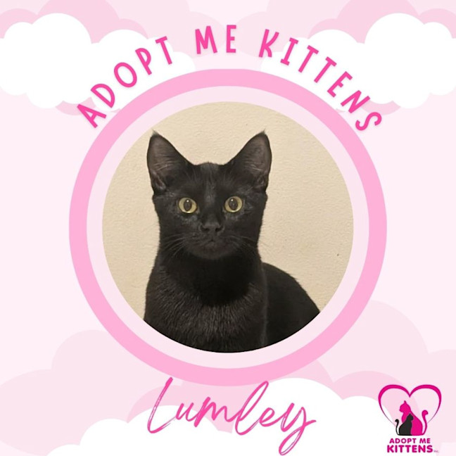 Photo of Lumley