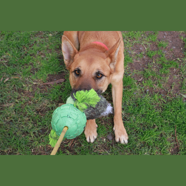Photo of Carlton