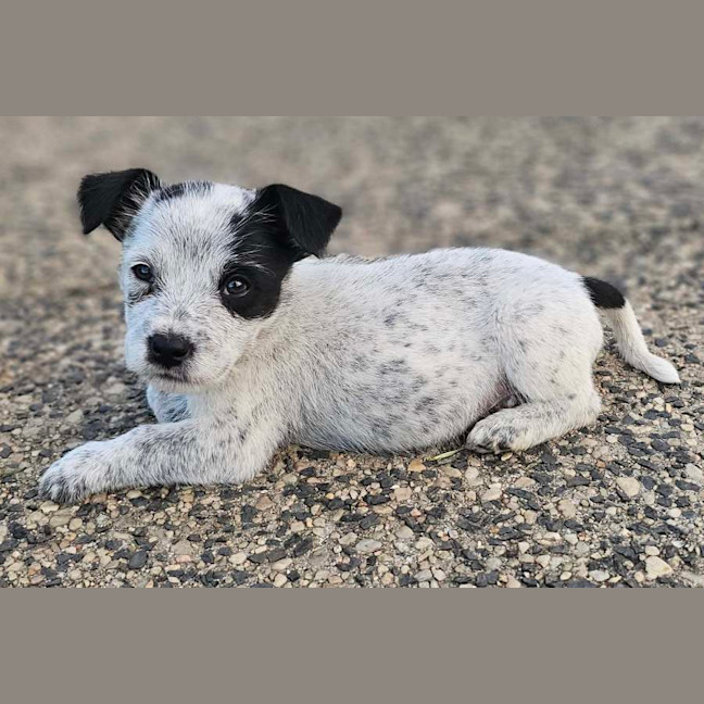 Photo of Maverick