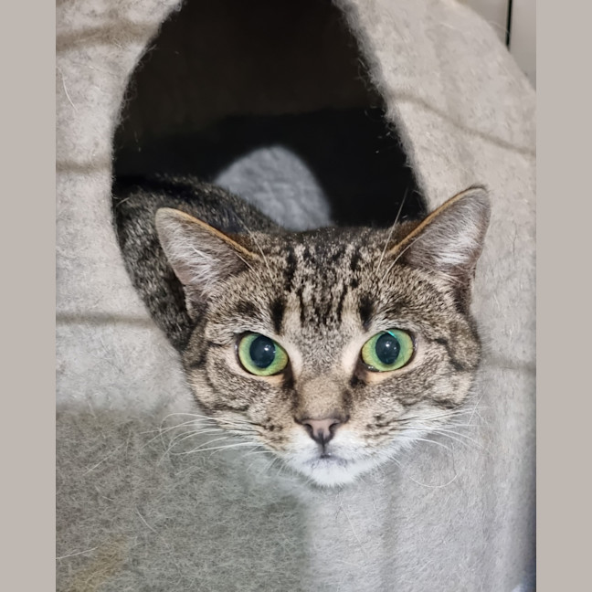 Photo of Nala