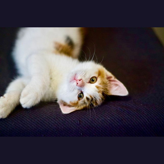 Photo of 🌸 Jasmine 🌸