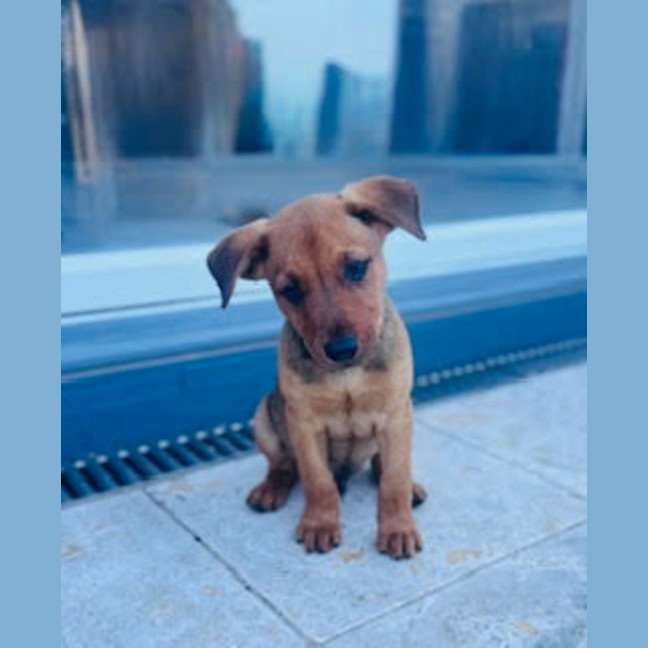 Photo of Rudy   9 Week Old Kelpie X