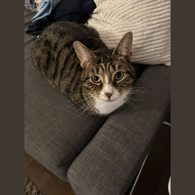 Photo of Artemis