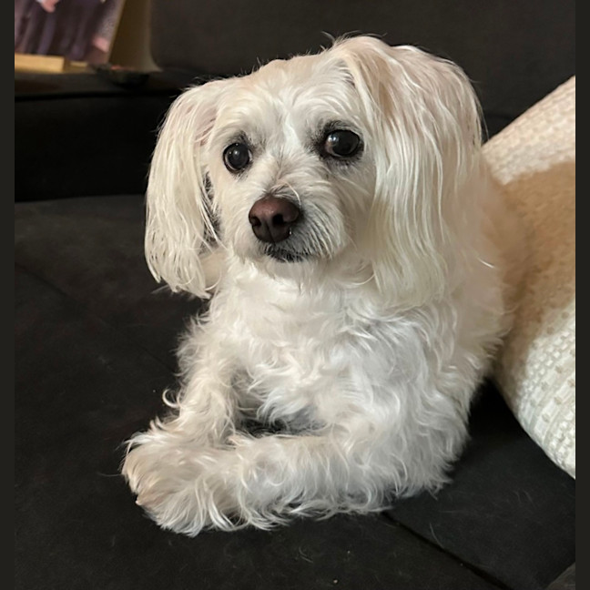 Photo of Chloe🐶❤️🌸