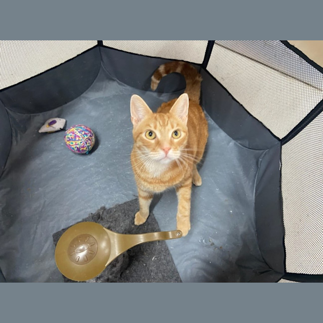 Photo of August   Now At Pet Quarters Morisset