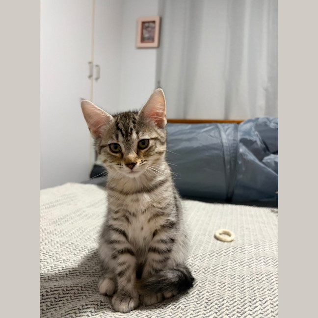Photo of Cinnamon