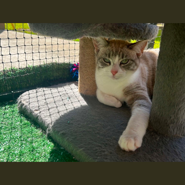 Photo of Latte