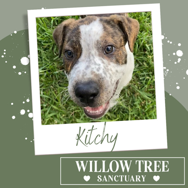 Photo of Kitchy