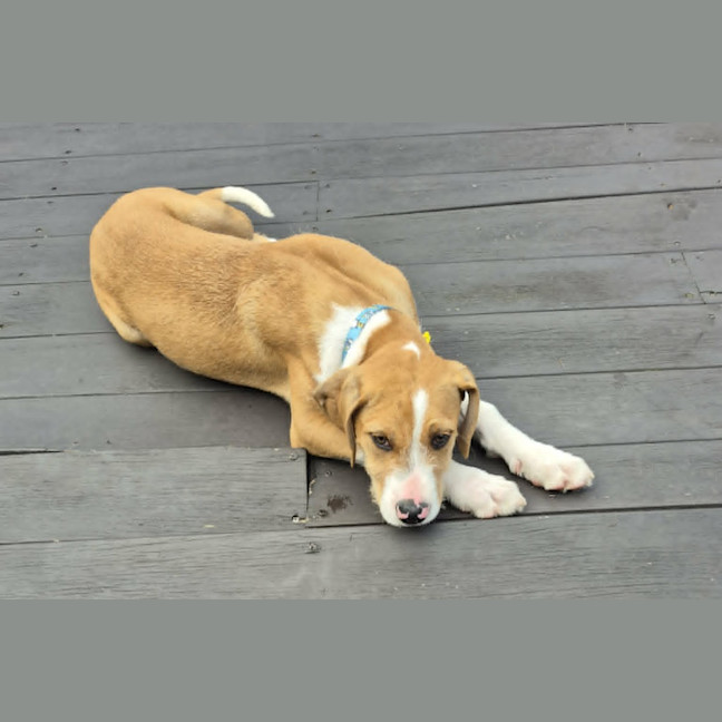 Photo of Sparky