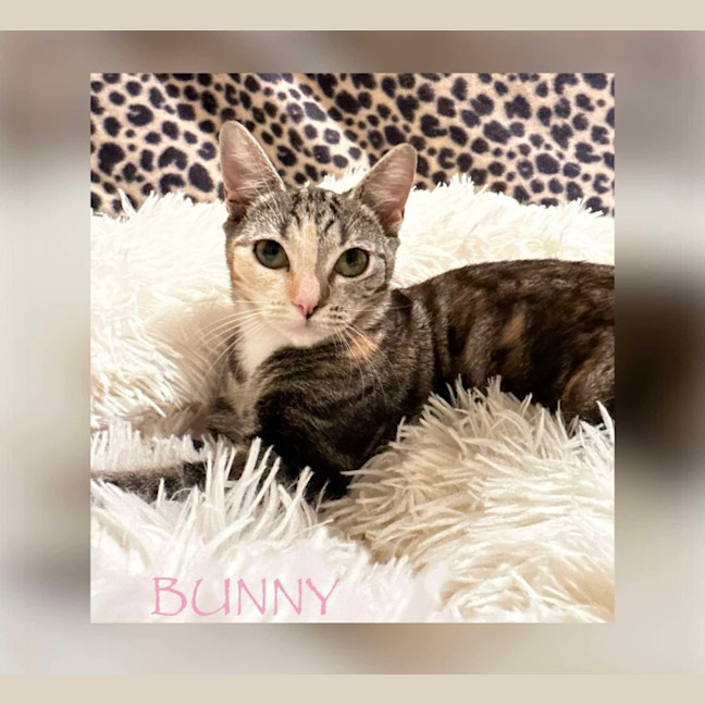 Photo of Bunny
