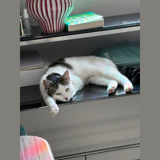 Photo of Tinkerbell 