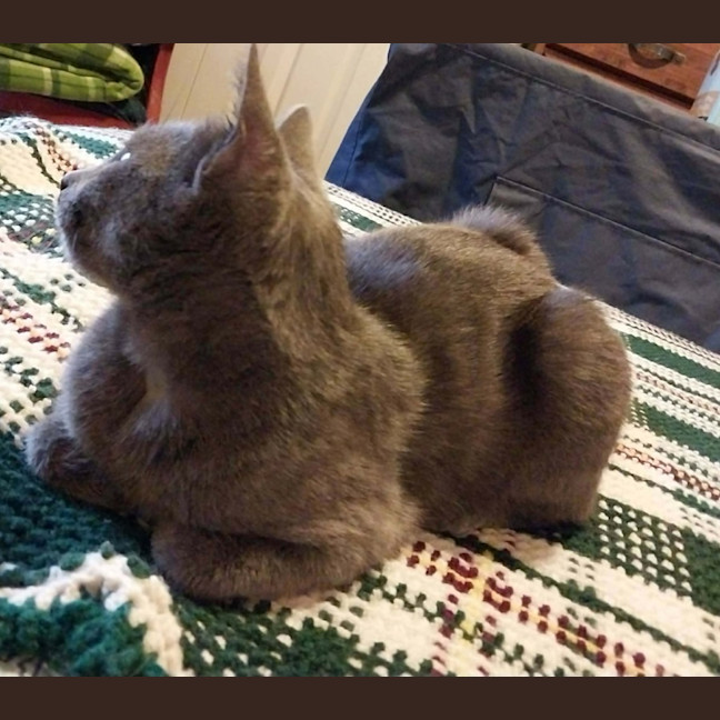 Photo of Puss Puss   1 Year Old Russian Blue