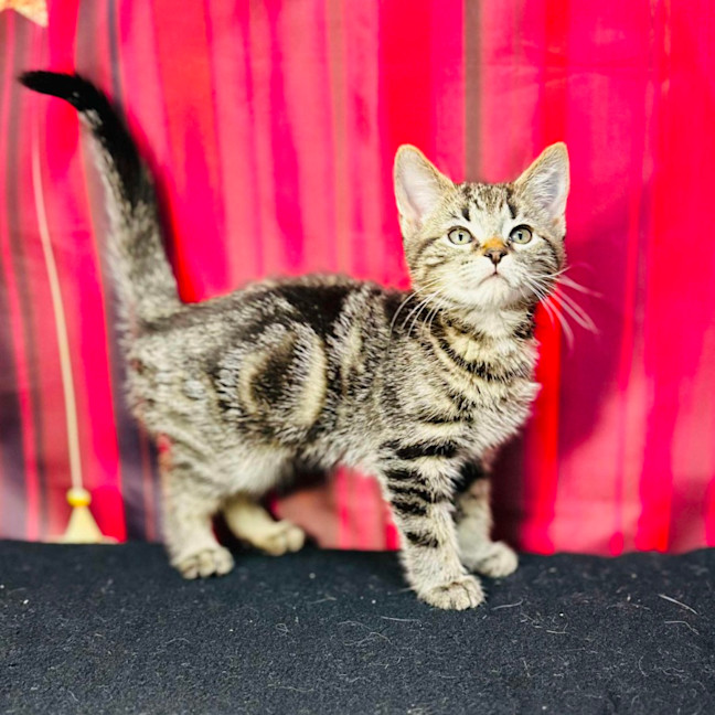 Photo of Pip (Located In Preston) 