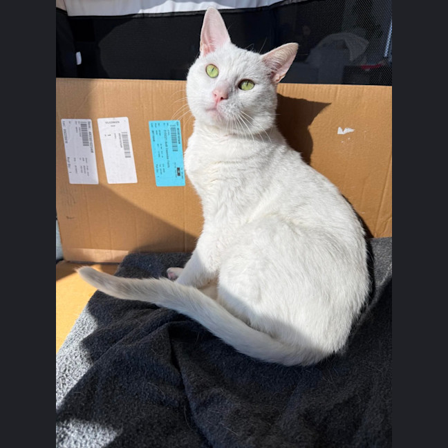 Photo of Puffin