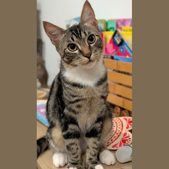 Photo of Trap