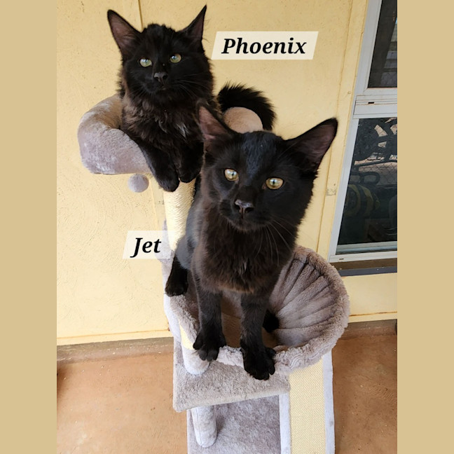 Photo of Jet