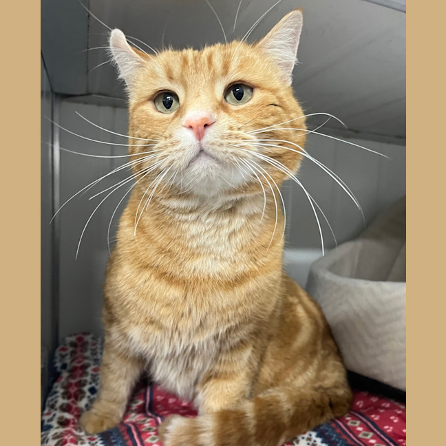 Photo of Simba