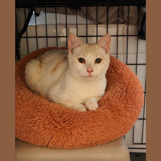 Photo of Peaches 