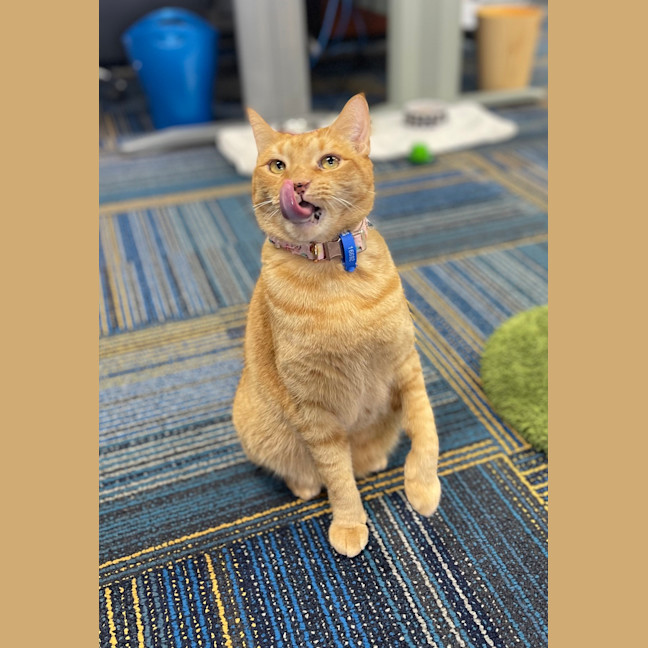 Photo of Romeo