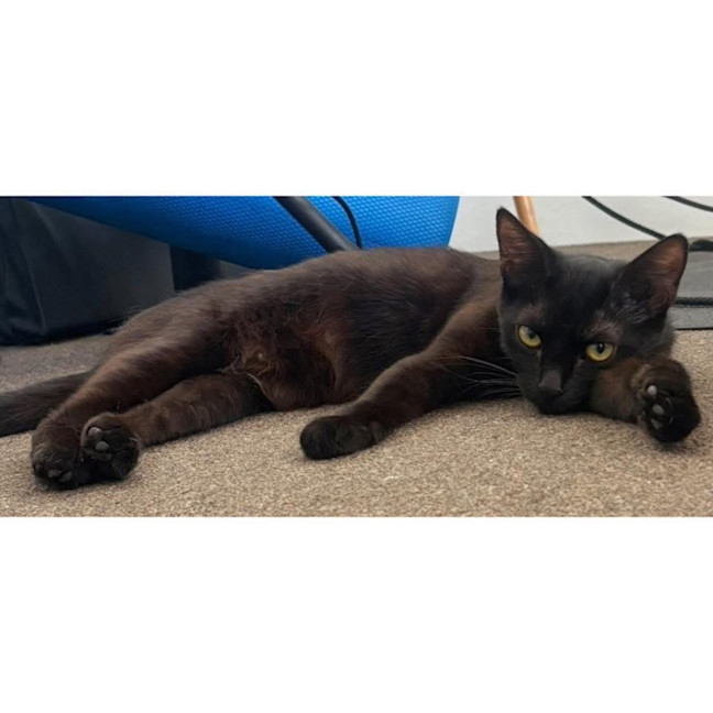 Photo of 12143   Bear Bear