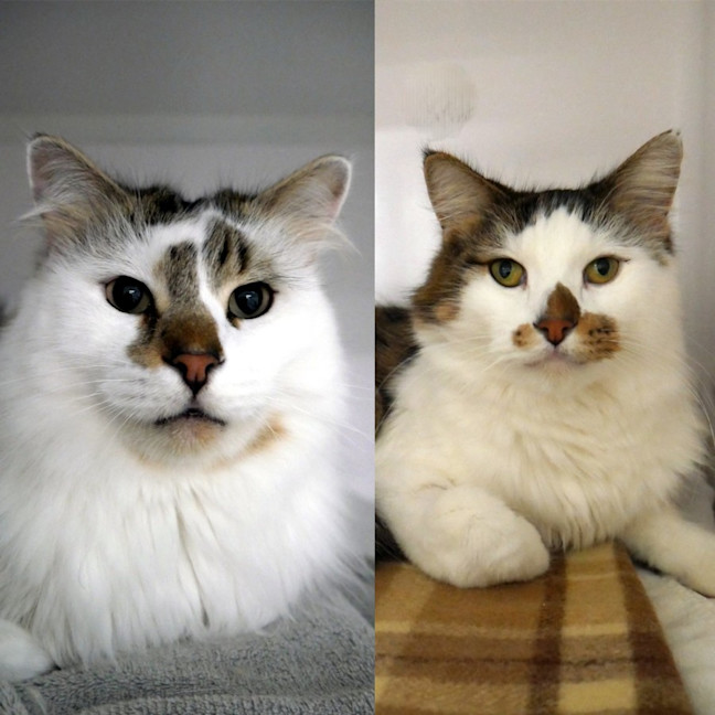 Photo of Hugo & Louie