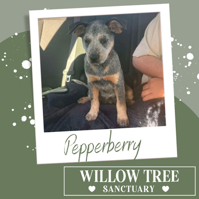 Photo of Pepperberry 