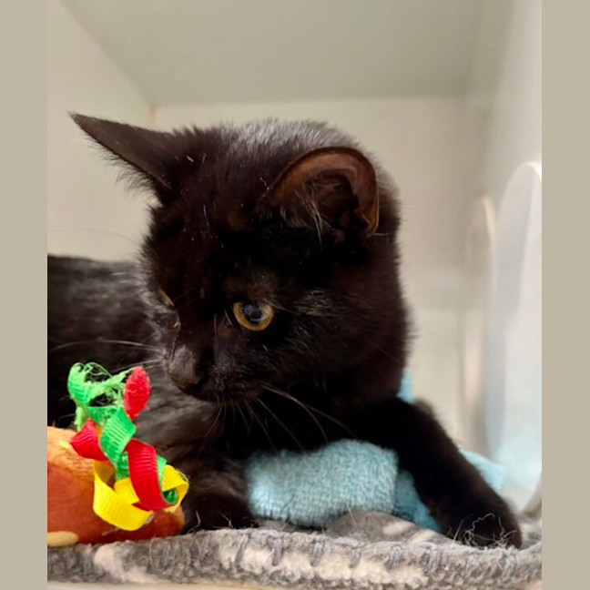 Photo of Heathcliff