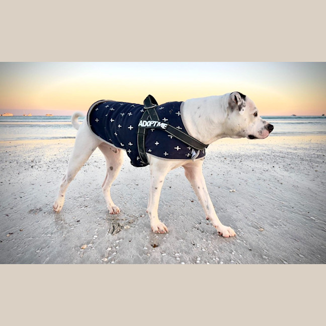 Photo of Kash