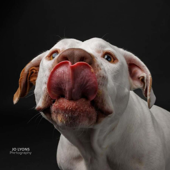 Photo of Chief   3 Year Old Staffy