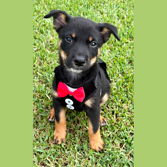 Photo of Bondi   7 Week Old Cattle Dog X Kelpie